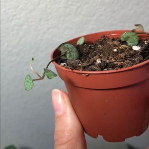 String of hearts 2” potted plant